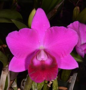 Cattleya Mini Purple