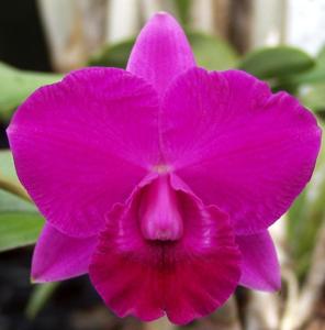 Cattleya Mini Purple