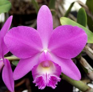 Cattleya Mini Purple