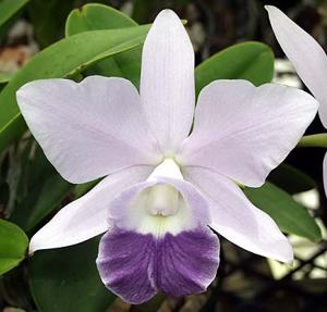 Cattleya Mini Purple