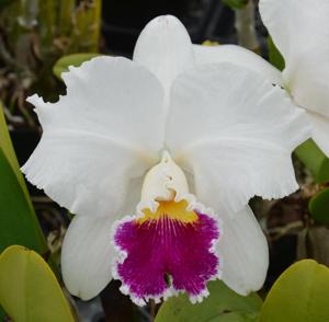 Cattleya Mildred Rives