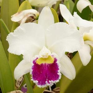 Cattleya Mildred Rives