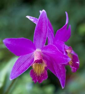 Cattleya Pink Favourite