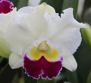 Cattleya Persepolis