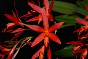 Cattlianthe Rojo