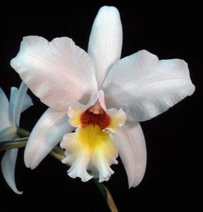 Laeliocattleya Puppy Love