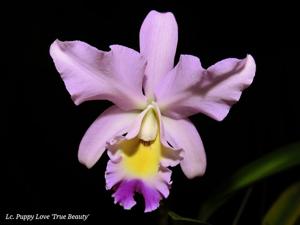 Laeliocattleya Puppy Love