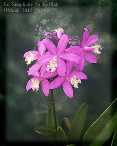 Cattleya Simplicity (1988)