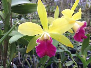 Cattleya Star Garden