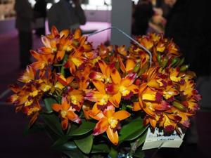 Cattlianthe Varut Startrack