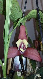 Lycaste Rowland