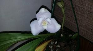 Lycaste Shoalhaven