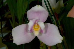 Lycaste Shoalhaven