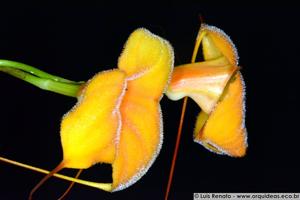 Masdevallia Angel Frost