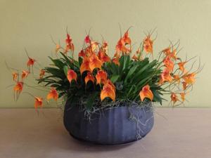 Masdevallia Copper Angel