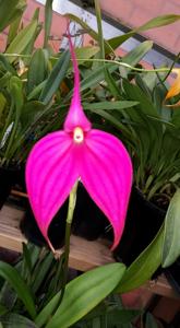 Masdevallia Rubicon