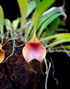 Masdevallia Sugar Baby