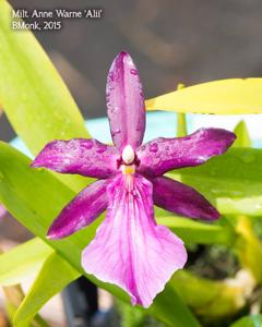 Miltonia Anne Warne