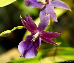 Miltonia Guanabara