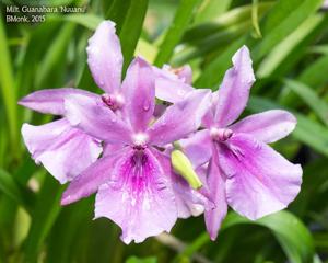 Miltonia Guanabara