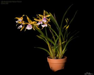 Miltonia Goodale Moir