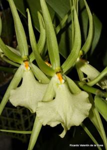 Brassia Rex