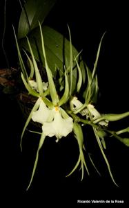 Brassia Rex