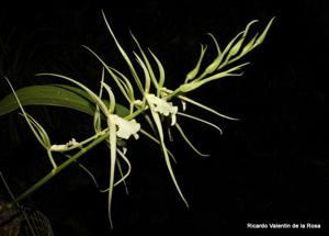 Brassia Rex