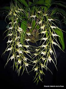 Brassia Datacosa