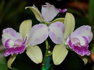 Rhyncholaeliocattleya Yen Corona