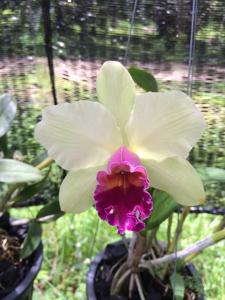 Rhyncholaeliocattleya Yen Surprise