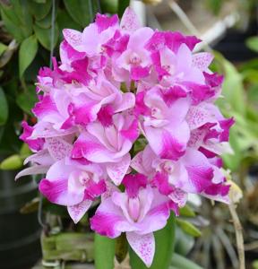 Cattleya Monte Elegante