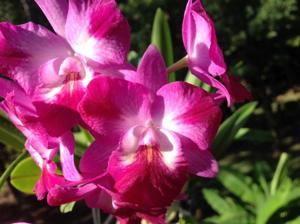 Cattleytonia Capri