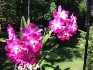 Cattleytonia Capri