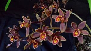 Cymbidium Jumbuck