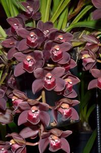 Cymbidium Last Tango