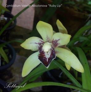 Cymbidium Valerie Absolonova