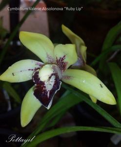 Cymbidium Valerie Absolonova