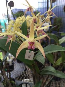 Dendrobium Aussie Victory