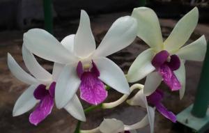 Dendrobium Woo Leng