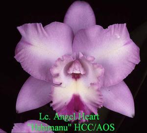 Laeliocattleya Angel Heart