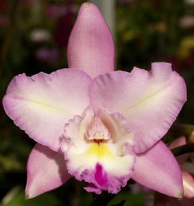 Laeliocattleya Angel Heart