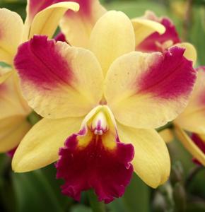 Cattleya Tropical Sunset