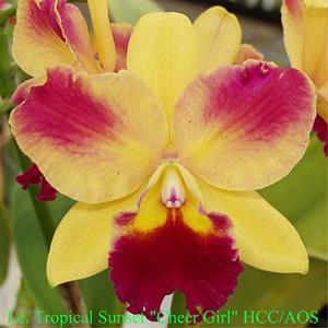 Cattleya Tropical Sunset