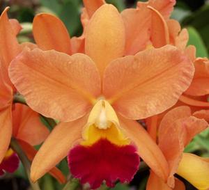 Cattleya Tropical Sunset