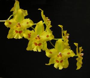 Oncidopsis Yellow Parade