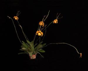 Psychopsis Mendenhall