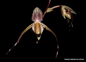 Paphiopedilum Genevieve Booth