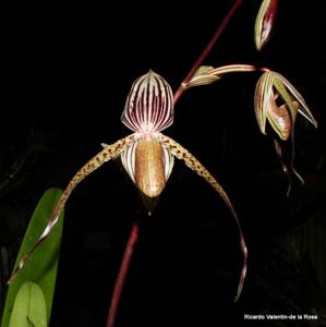 Paphiopedilum Genevieve Booth