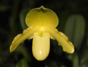 Paphiopedilum Succotash